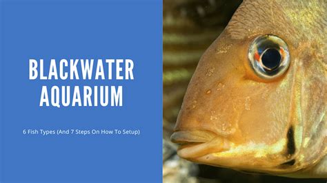 black aquarium fish|Blackwater Aquarium – 6 Fish Types (And How To Setup).